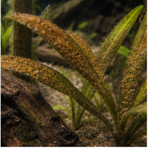 Hnědé řasy déposées sur des feuilles d'aquarium