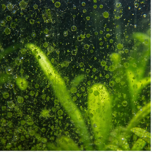 Zelené řasy sur une vitre et des feuilles d'aquarium