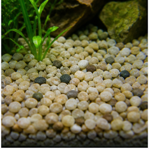 Akvarijní dno arrondi dans un aquarium