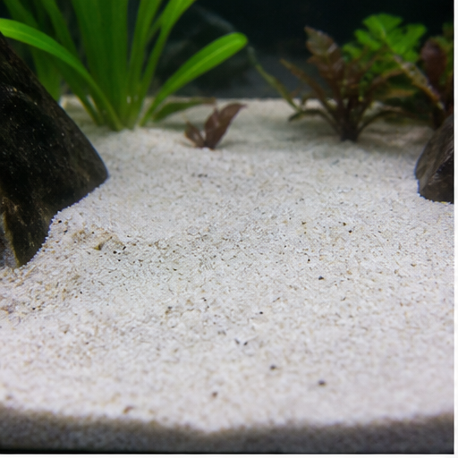 Akvarijní dno clair dans un aquarium