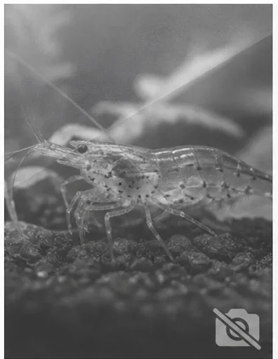 Astacus astacus
