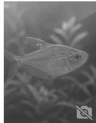 Centropyge acanthops Africký anděl Afriky