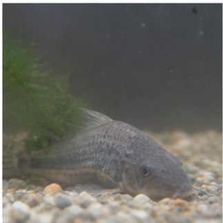 Pomalá intoxikace v důsledku degradace kvality vody