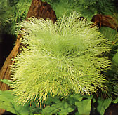 Limnophila aquatica