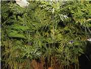 Ceratopteris thalictroides