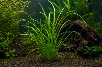 Cyperus helferi