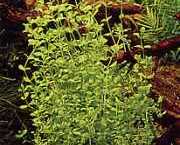 Hemianthus micranthemoides 