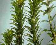 Hydrilla verticilatta 