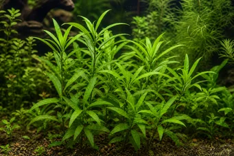 Hygrophila natalis