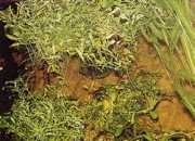 Hygrophila polysperma 