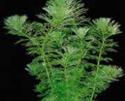 Limnophila heterophylla 