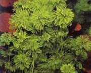 Limnophila sessiliflora 