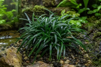 Ophiopogon kyoto