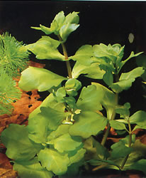 Shinnersia rivularis