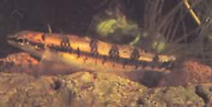 Ammocryptocharax vintonae (Charatin Trpaslík Fleche of Vinton)