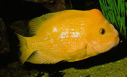 Amphilophus citrinellus Amphilophus citrinelus