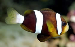 Amphiprion clarkii