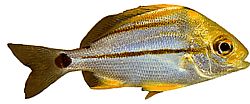 Anisotremus virginicus (Vepřové)