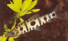 Anostomus spiloclistron