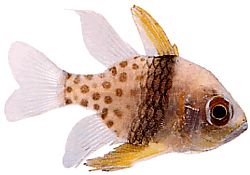 Apogon nematopterus (Apogon Pajamas)