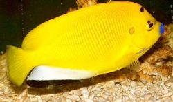 Apolemichthys trimaculatus Tritachery ryby