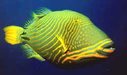 Balistapus undulatus (Vlnitý)