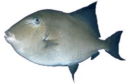 Balistes carolinensis (Vepřové)