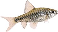 Barbus oligolepis