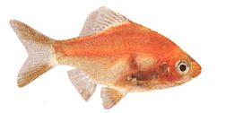 Barbus tetrazona rouge