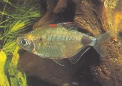 Bathyaethiops breuseghemi (Africká tetra-moon)