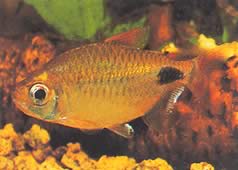 Bathyaethiops caudomaculatus Africká tetra-moon