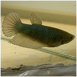 Betta splendens queue de peigne boj