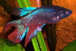 Betta splendens