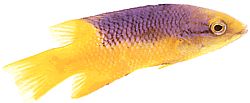 Bodianus rufus (Španělská labre)