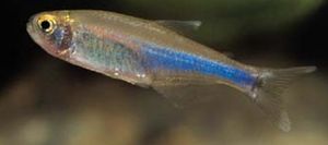 Boehlkea fredcochui Pérou Bleu tetra