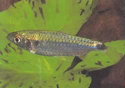 Brycinus brevis