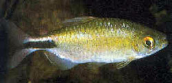 Brycinus longipinnis Charatin s dlouhými ploutvemi
