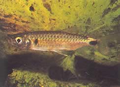 Brycinus macrolepidotus (Tetra se skutečnými měřítky)