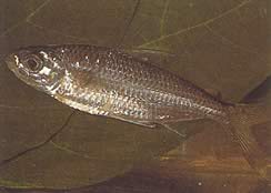 Bryconaethiops macrops (Tetra velké maskované oči)