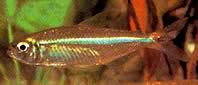 Bryconops affinis (Zúčastnil se Bryconops)