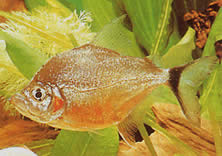 Catoprion mento