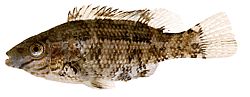 Centrolabus melops Obyčejné crenilabre