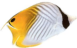 Chaetodon auriga
