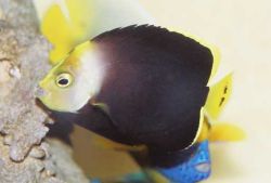 Chaetodontoplus melanosoma (Brown Angel)