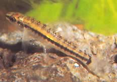 Characidium brevirostre Krátký -nose Characidium
