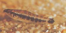 Characidium fasciatum Charatidium fascinované