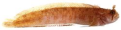 Chirolophis ascanii Blennie de Yarrell