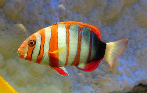 Choerodon sp (Smyčka)