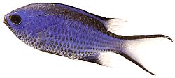 Chromis cyanea Modrá mladá dáma