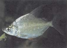 Citharinus citharus Vysoko zády